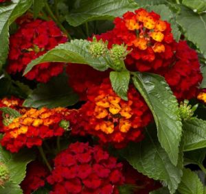 Hot Blooded Red Lantana