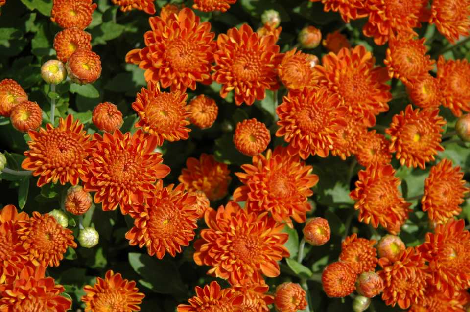 Chyrsanthemum Autumn Spice Igloo (Must Have Perennials) variety development