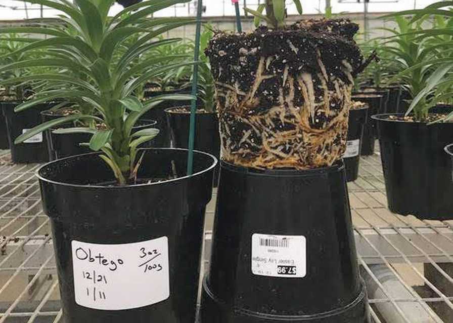 Easter Lily Treated With Obtego fungicide