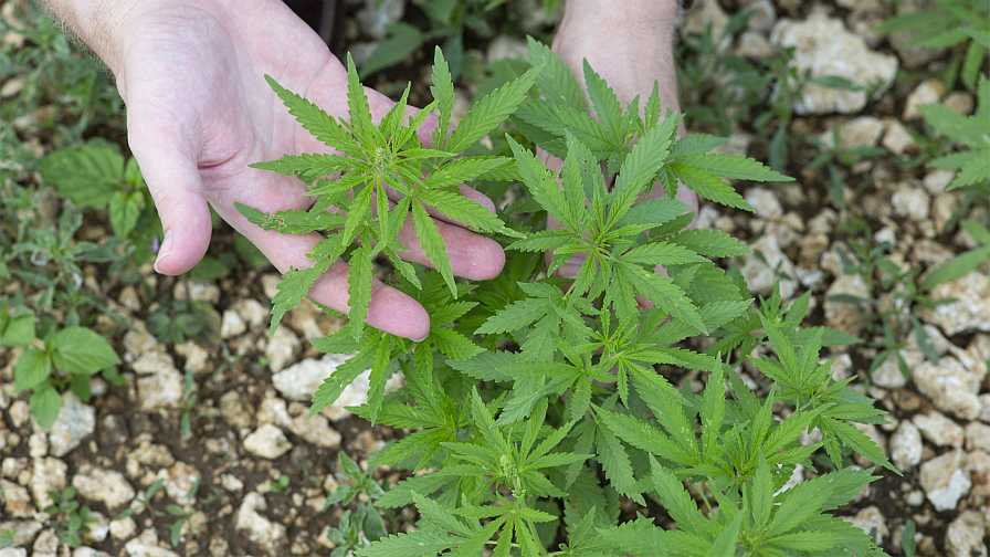 Hemp plants growing at the UF/IFAS Tropical Research and Education center in Homestead, FL hemp regulations