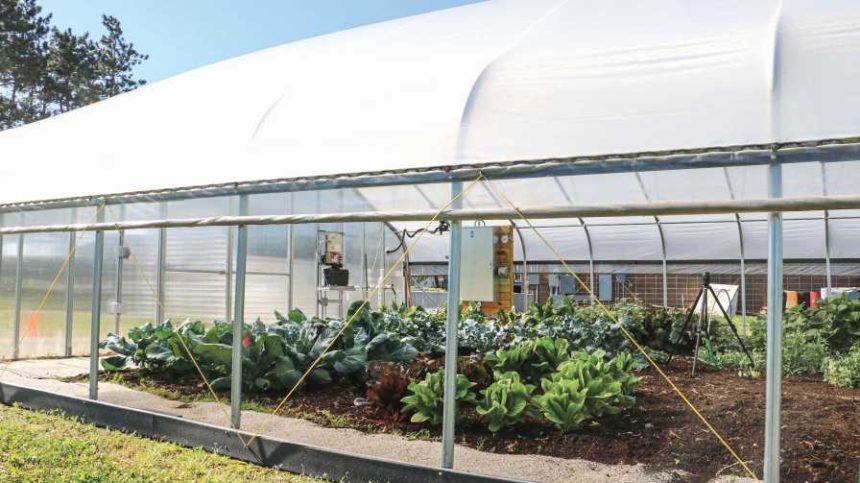 How to Create the Ideal Ventilation System for Your Greenhouse ...