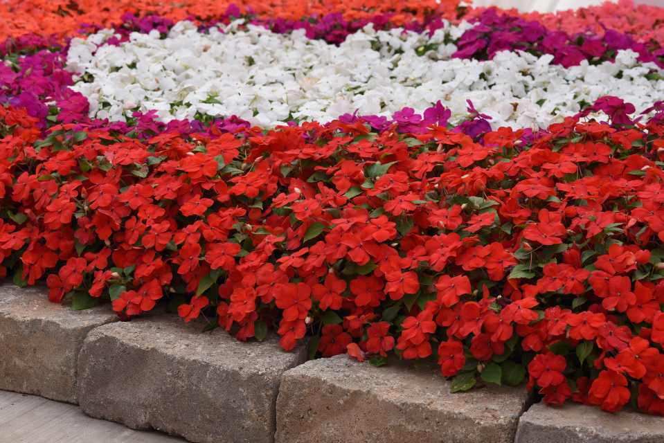 Impatiens Beacon (PanAmericanSeed) Society of American Florists