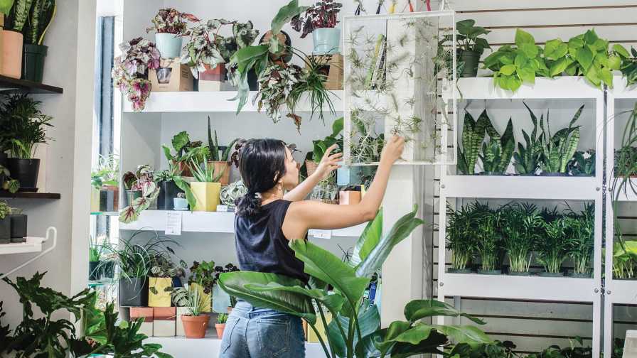 indoor plants as a lifestyle