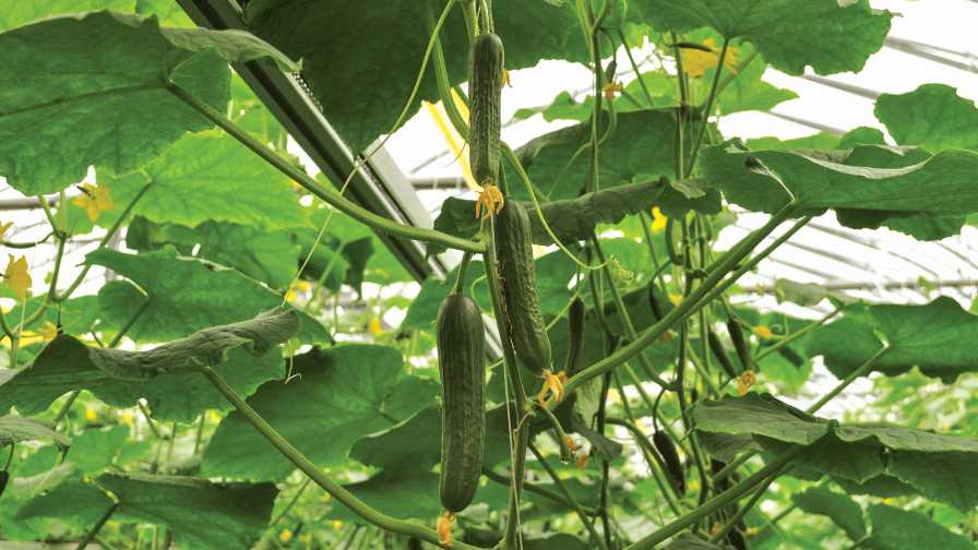 Cucumbers growing in a greenhouse plant empowerment workshop