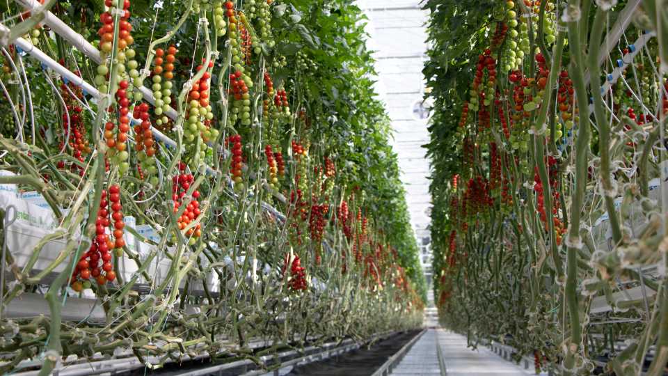 Greenhouse tomato planting at Mucci Farms distribution