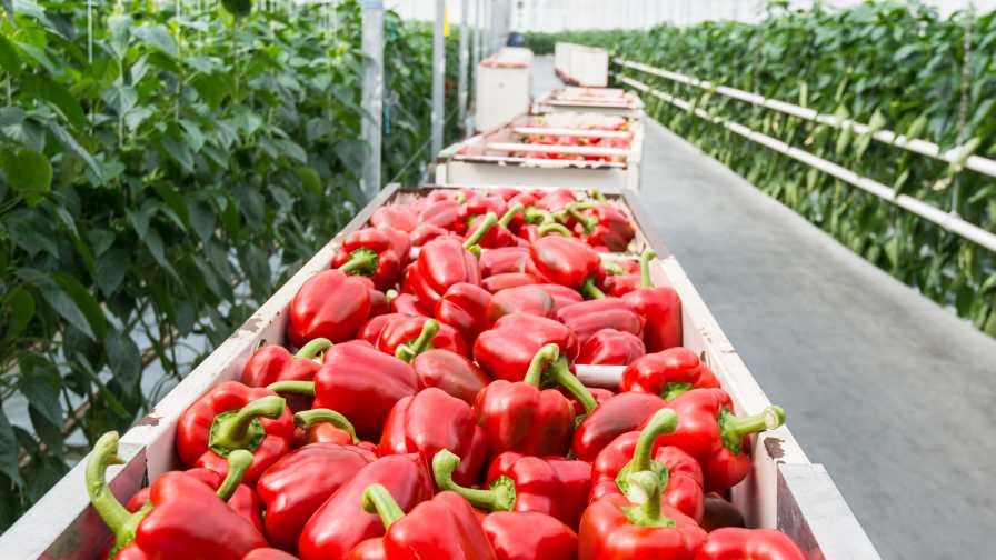 bins of greenhouse bell peppers