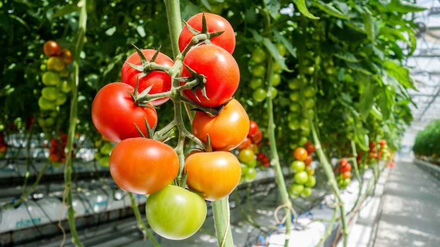 Closeup of greenhouse tomatoes greenhouse humidity