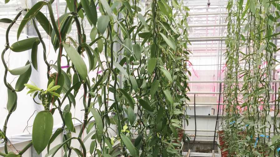 Vanilla being grown in a greenhouse