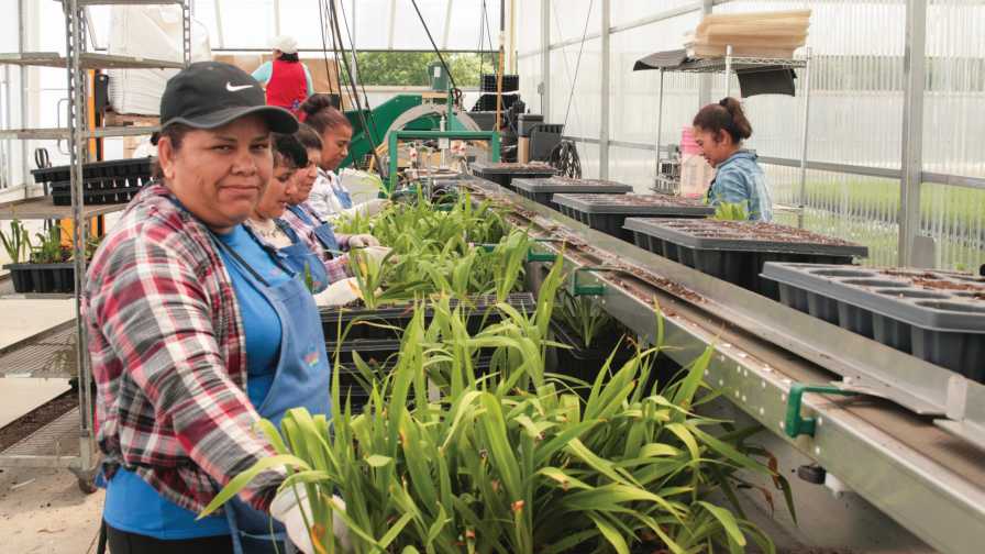 Workers in the greenhouse housing