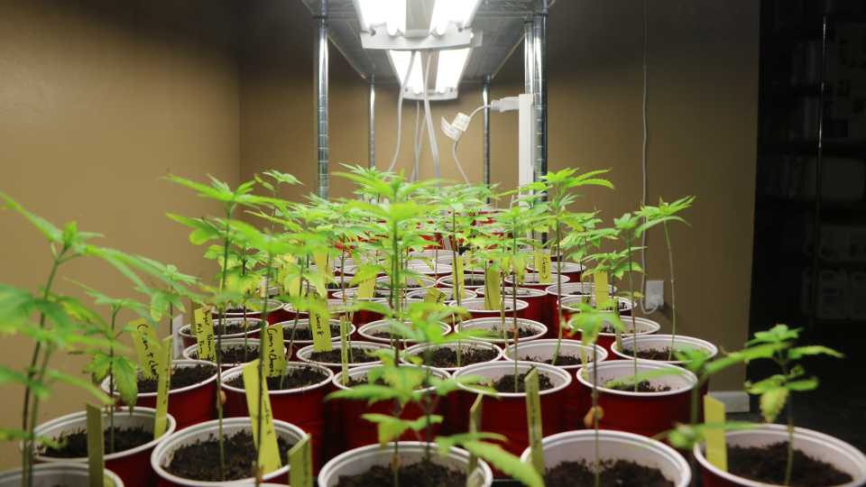 ooted cannabis clones await propagation