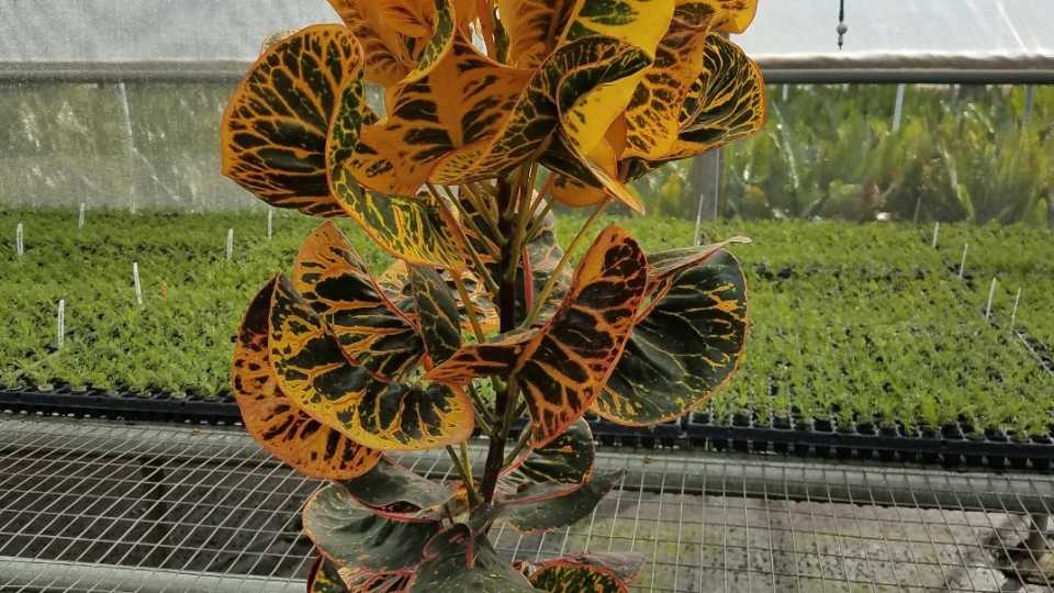 Croton plant in pot ForemostCo