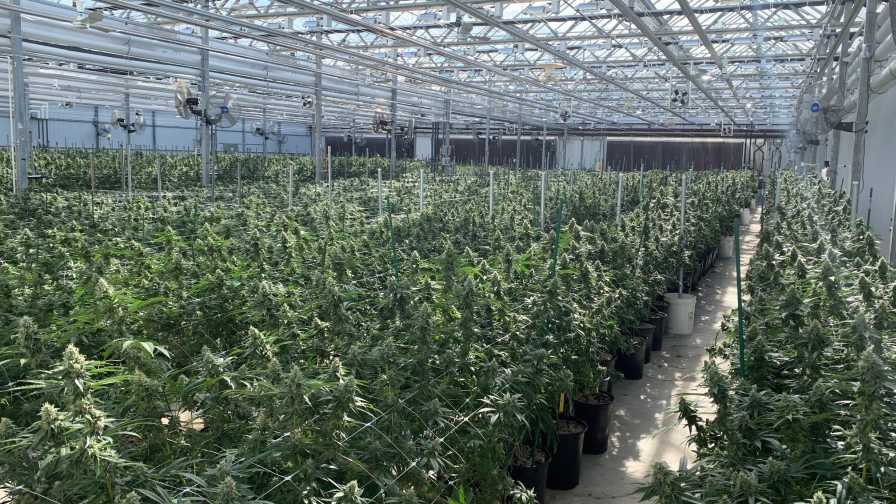 Cannabis harvest time at ForwardGro cannabis sustainability