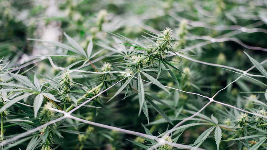Heliospectra Ambary Gardens Commercial Hemp set-up cannabis yields