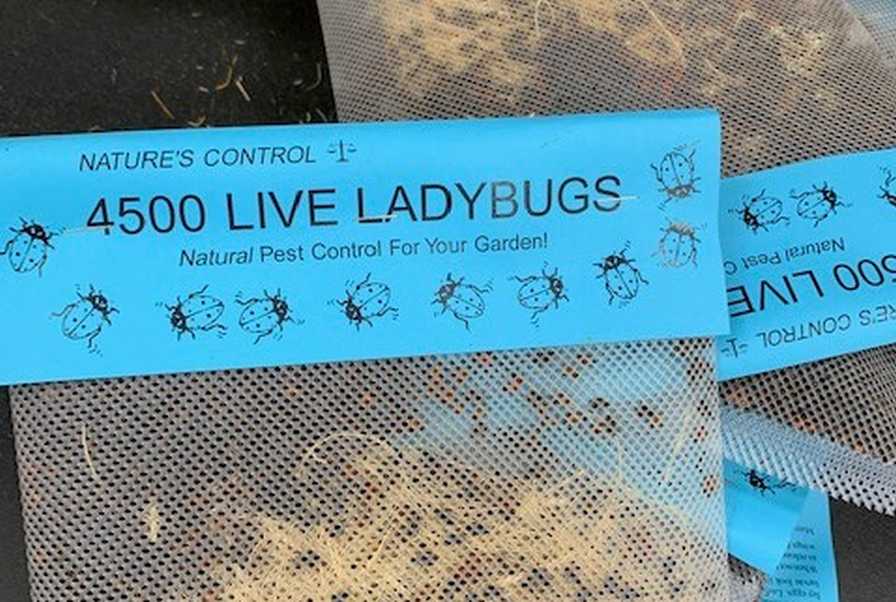 Ladybug Biocontrol for ForwardGro cannabis crop
