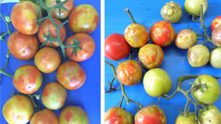 Symptoms of Tomato brown rugose fruit virus