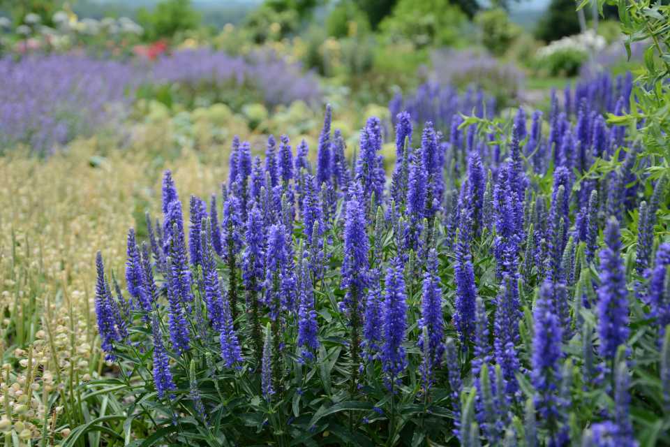 Veronica Moody Blues DarkBlue (Darwin Perennials) new perennial plants
