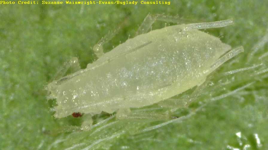 closeup of Cannabis aphid
