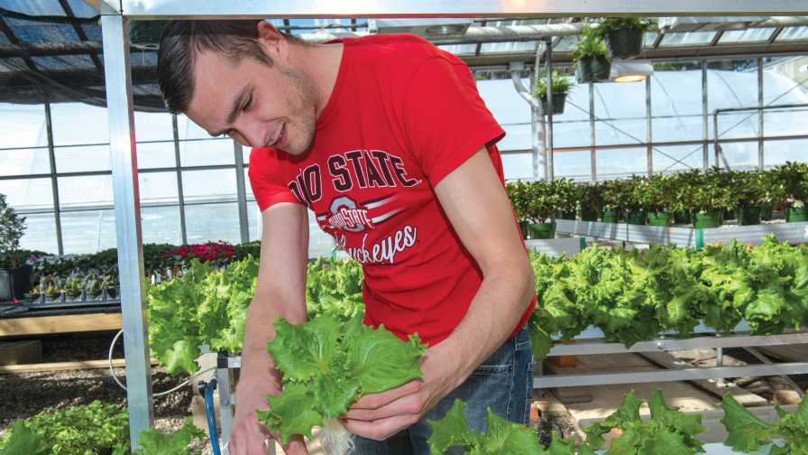 Growing hydroponic veggies at Ohio State