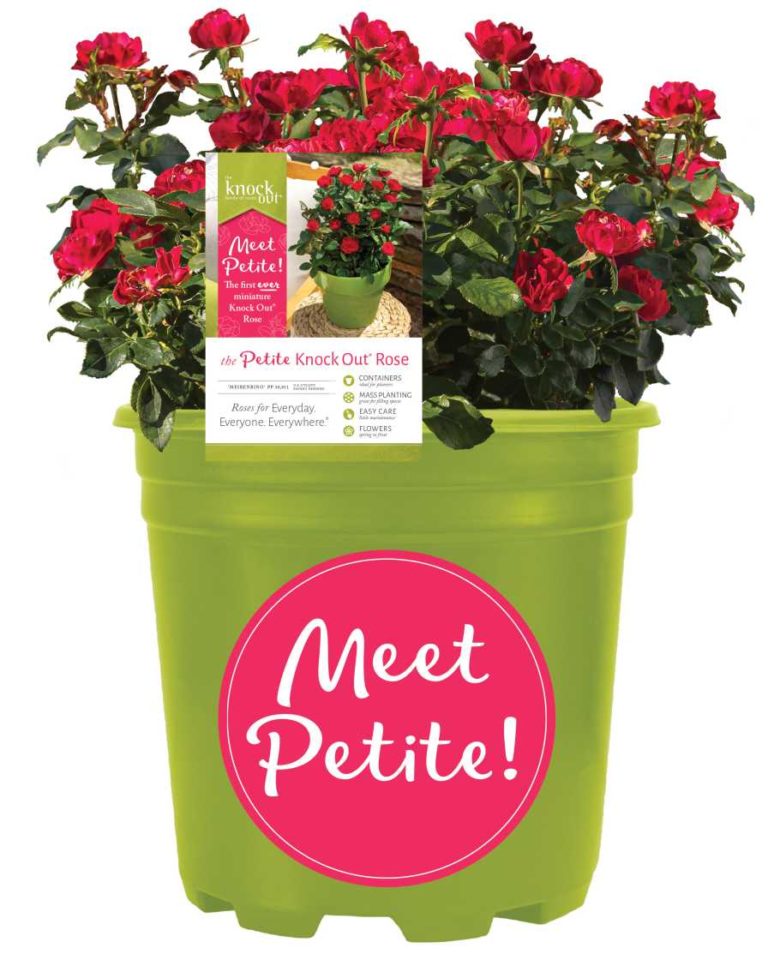 Knock Out Rose Now Available in Petite Form - Greenhouse Grower