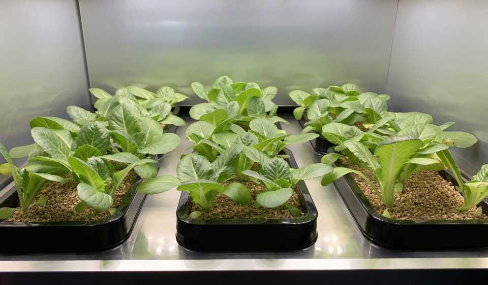Veggie plants growing in LG's indoor garden appliance indoor farming