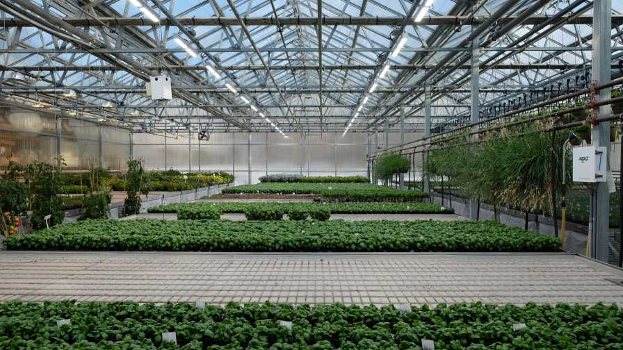 White LED lighting lamps over greenhouse grown basil