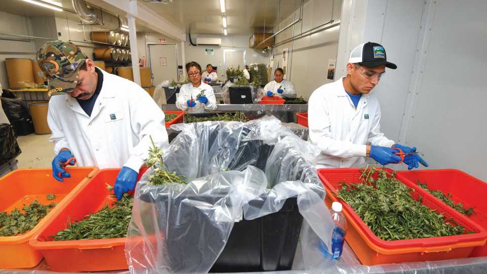Workers sorting buds at Glass House Farms curing