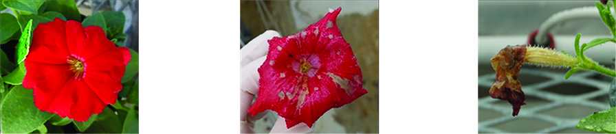 Botrytis blight sequence on petunia