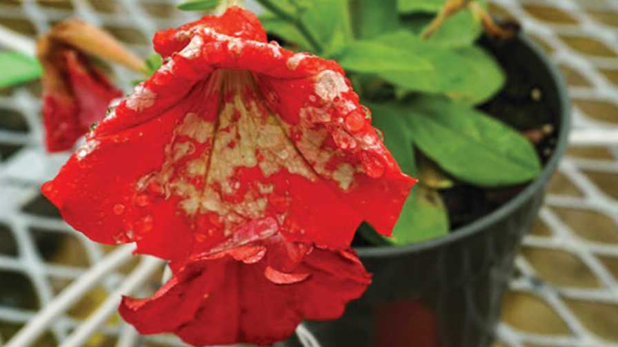 petunia infected with Botrytis blight