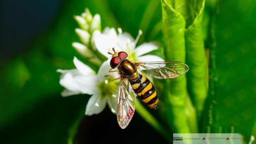 Adult hover fly on a flower.