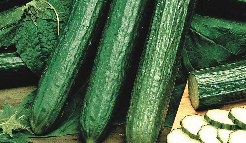 7 Cool Cucumbers For Greenhouse Growing Greenhouse Grower