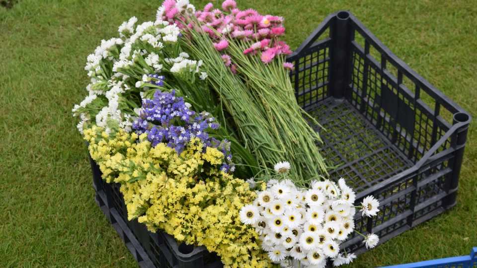 Shopping cart full of cut flowers Certified American Grown