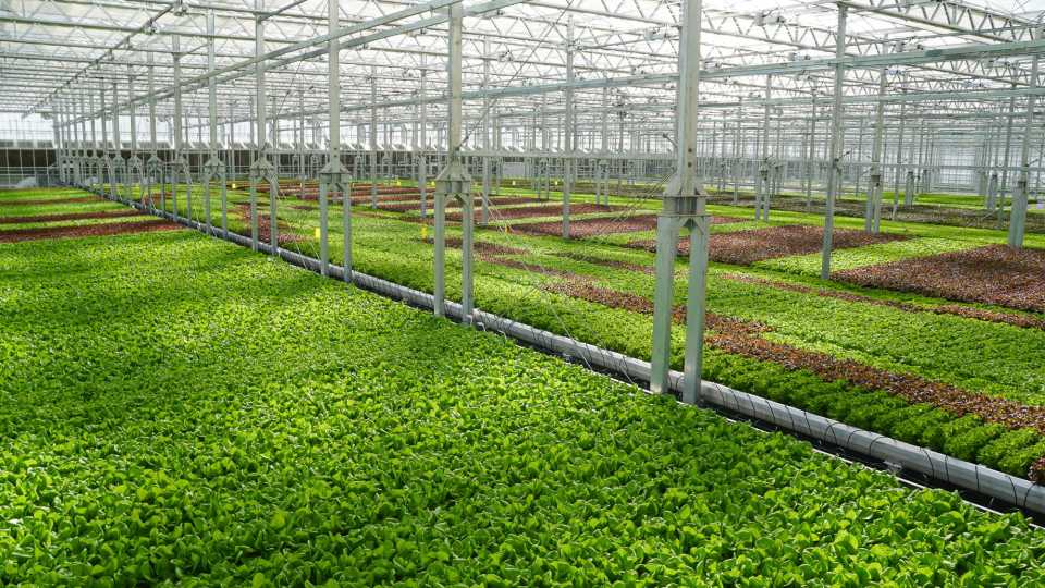 Hypdroponic lettuce from Gotham Greens controlled-environment agriculture