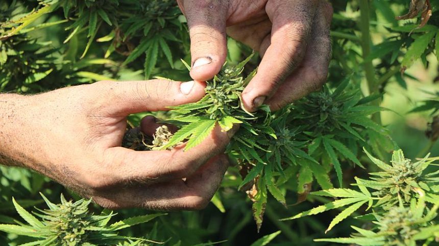 Heads Up Hemp Growers: USDA Publishes Final Rule On Hemp Production ...