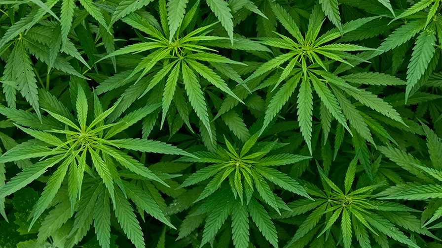 LumiGrow-Cannabis legalization