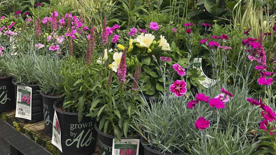 Perennial plants display at retail