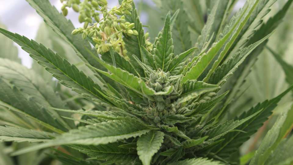 Autoflowering cannabis plant cannabis sustainability