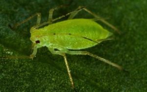 Closeup of a green peach aphid