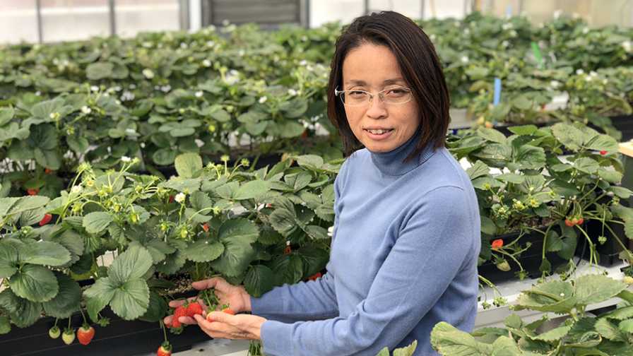 Chieri Kubota and greenhouse strawberries