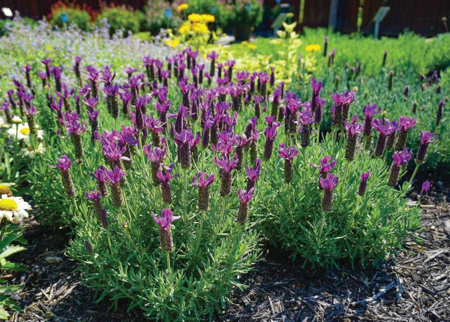 Lavender Primavera (Darwin Perennials University)