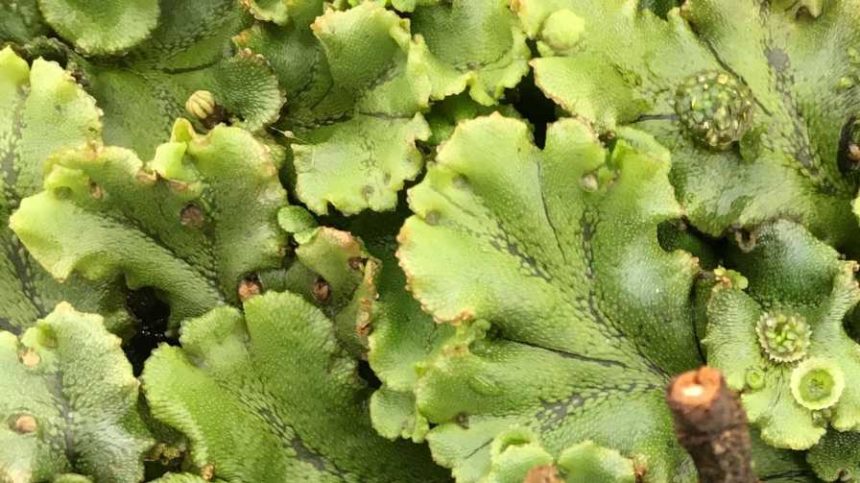 Where Does Liverwort Grow