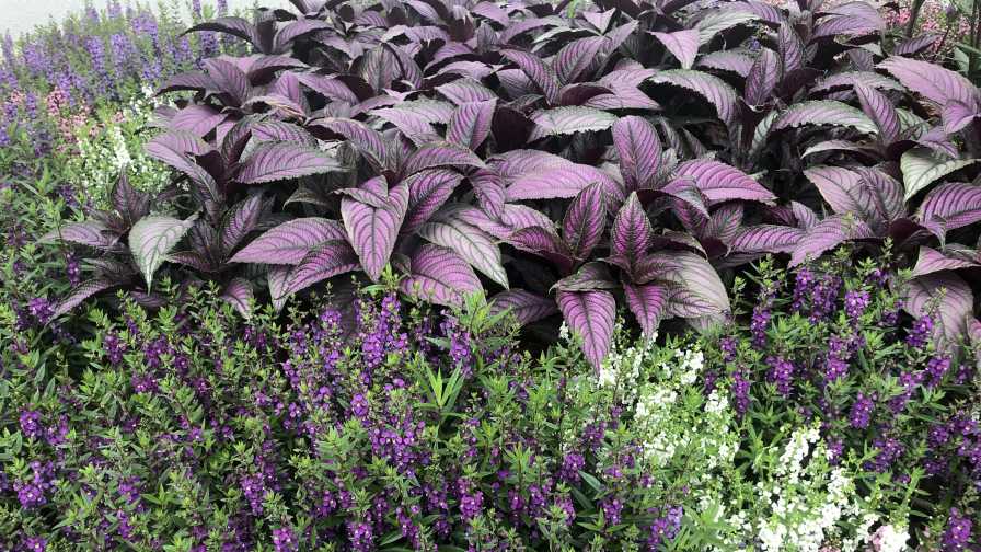 Strobilanthes and angelonia plants in mixed bed