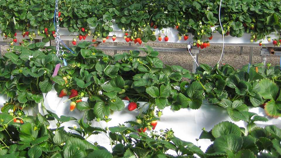 Rows of greenhouse strawberries alternative crops
