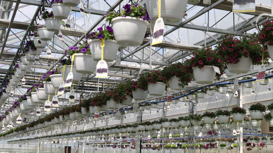 hanging plastic pots in greenhouse