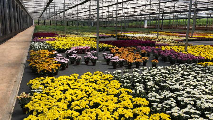 AIPH COVID Financing for European flower growers