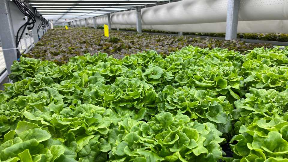 Lettuce crop at Hardee Fresh greenhouse equipment