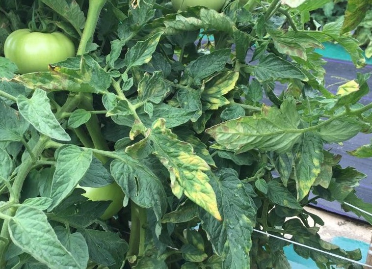 Leaf Mold in Tomatoes