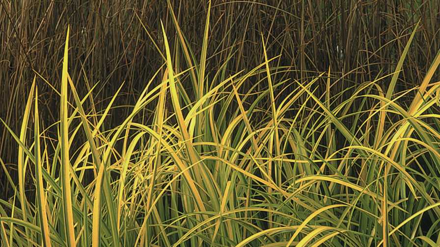 acorus oborozuki grass