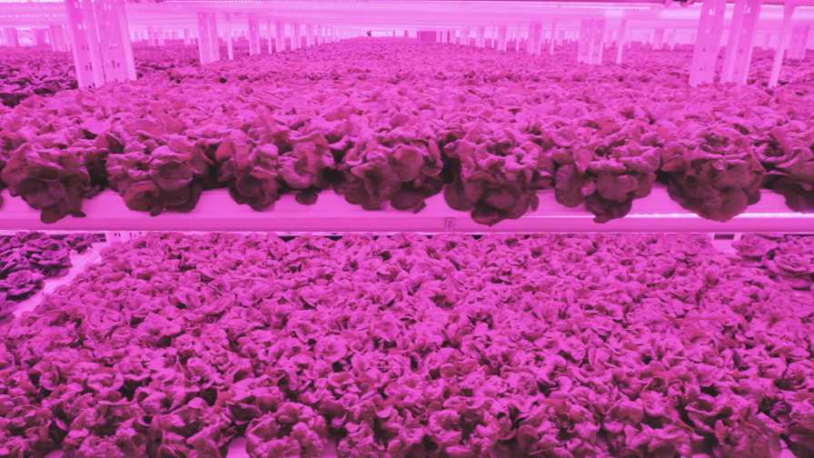 heads of lettuce growing in a vertical farm facility