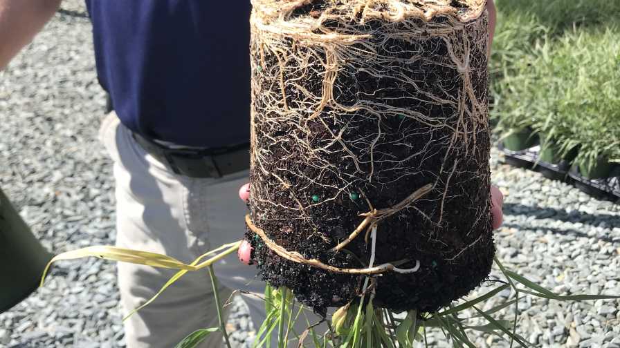 finished panicum roots
