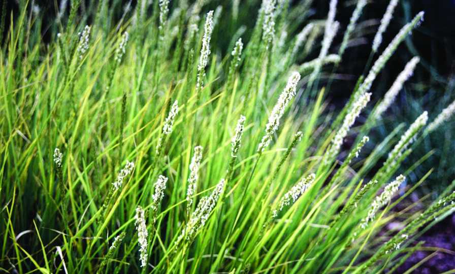 sesleria autumnalis grass